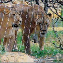 Maille de clôture de clôture de lion, enceinte de lion, clôture de lion, clôtures de lion